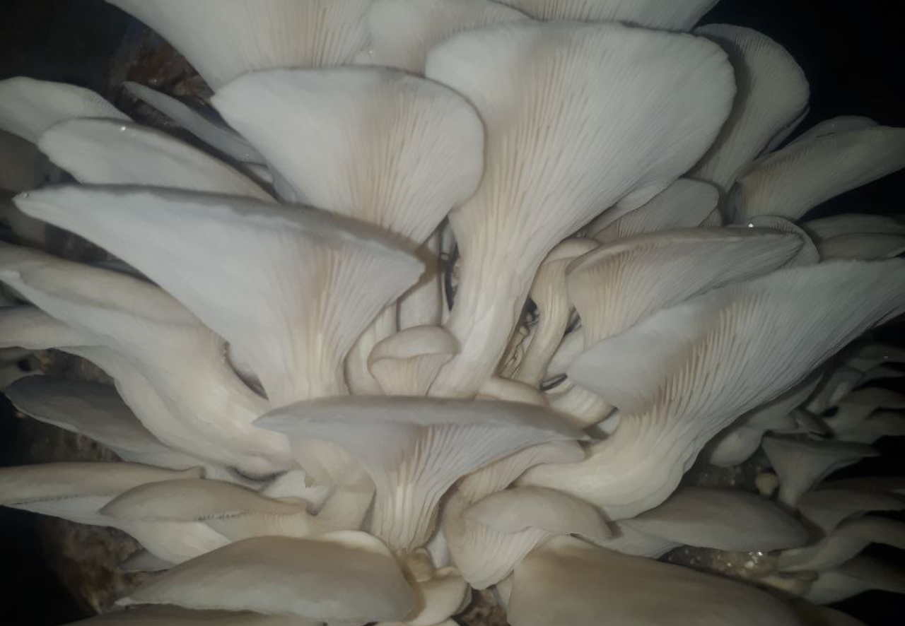mushroom